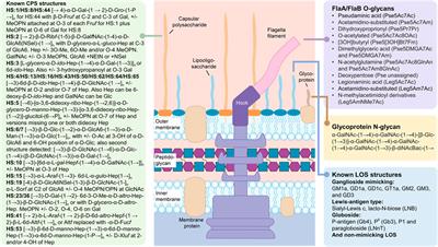 Bacterial glycosylation, it’s complicated
